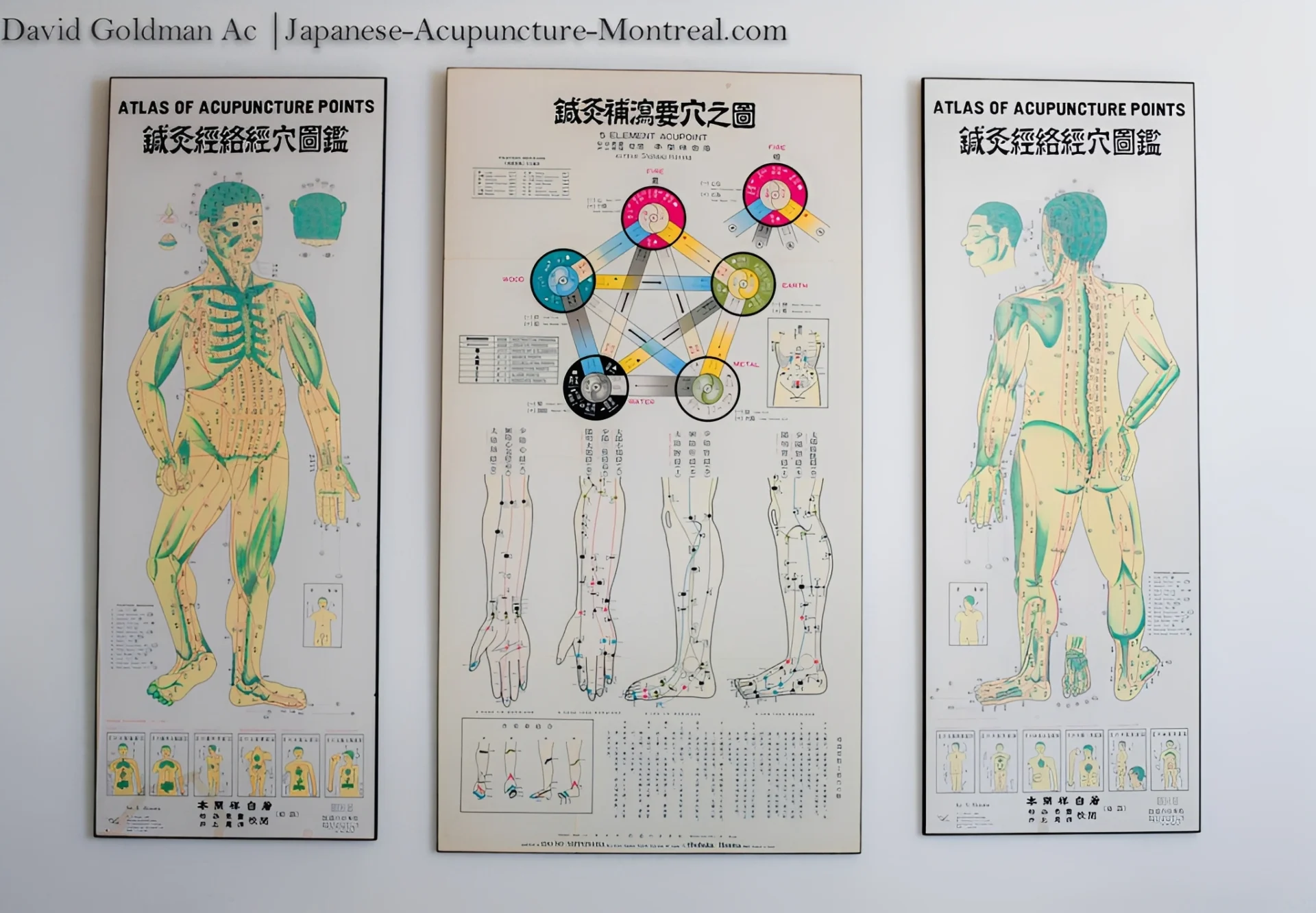 Traditional acupuncture points and meridians